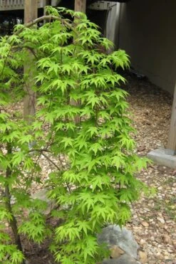 Ryusen Weeping Japanese Maple - 3 Gallon Pot -Garden Plant Shop Japanese Maple Ryusen 6