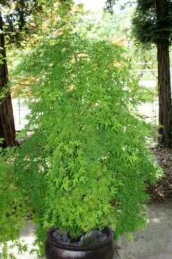 Ryusen Weeping Japanese Maple - 5 Gallon Pot -Garden Plant Shop Japanese Maple Ryusen 8 2