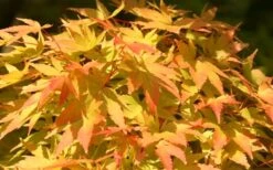 Sango Kaku Coral Bark Japanese Maple - 5 Gallon Pot -Garden Plant Shop Japanese Maple Sango Kaku 22