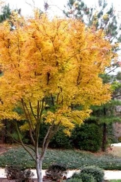 Sango Kaku Coral Bark Japanese Maple - 1 Gallon Pot -Garden Plant Shop Japanese Maple Sango Kaku 31