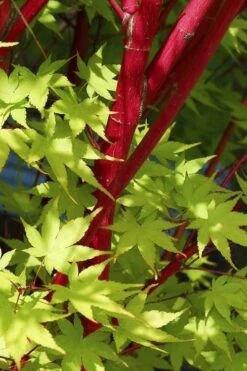 Sango Kaku Coral Bark Japanese Maple - 3 Gallon Pot -Garden Plant Shop Japanese Maple Sango Kaku 32 4