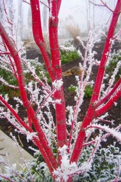 Sango Kaku Coral Bark Japanese Maple - 3 Gallon Pot -Garden Plant Shop Japanese Maple Sango Kaku Coral Bark 500x750 5