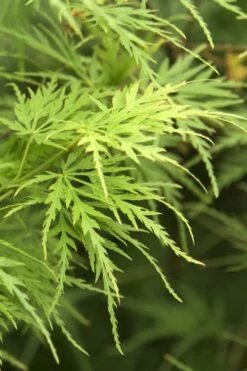 Seiryu Japanese Maple - 3 Gallon Pot -Garden Plant Shop Japanese Maple Seiryu 22 3