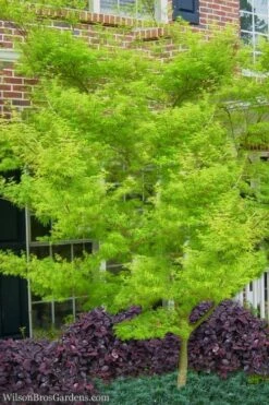 Seiryu Japanese Maple - 1 Gallon Pot 13 Seiryu Japanese Maple - 1 Gallon Pot -Garden Plant Shop Japanese Maple Seiryu 23 2
