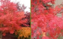 Seiryu Japanese Maple - 3 Gallon Pot -Garden Plant Shop Japanese Maple Seiryu Fall Color 3