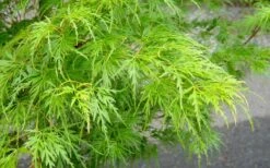 Seiryu Japanese Maple - 3 Gallon Pot -Garden Plant Shop Japanese Maple Seiryu Spring Color 3