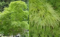 Seiryu Japanese Maple - 3 Gallon Pot -Garden Plant Shop Japanese Maple Seiryu Summer Color 3