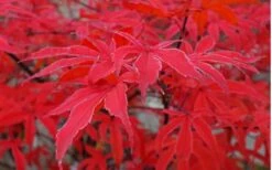 Shirazz Japanese Maple - 5 Gallon Pot (4-5') 13 Shirazz Japanese Maple - 5 Gallon Pot (4-5') -Garden Plant Shop Japanese Maple Shirazz 10 3