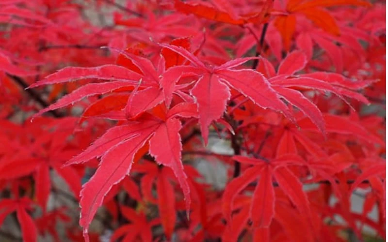 Shirazz Japanese Maple - 2 Gallon Pot 7 Shirazz Japanese Maple - 2 Gallon Pot - Image 7