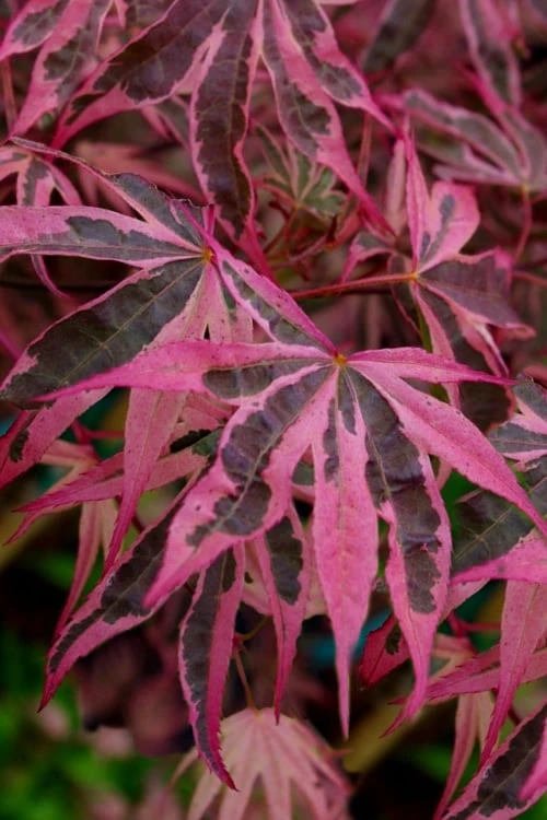 Shirazz Japanese Maple - 5 Gallon Pot (4-5') 1 Shirazz Japanese Maple - 5 Gallon Pot (4-5')