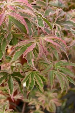 Shirazz Japanese Maple - 5 Gallon Pot (4-5') 12 Shirazz Japanese Maple - 5 Gallon Pot (4-5') -Garden Plant Shop Japanese Maple Shirazz 13 3