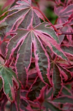 Shirazz Japanese Maple - 2 Gallon Pot 11 Shirazz Japanese Maple - 2 Gallon Pot -Garden Plant Shop Japanese Maple Shirazz 6