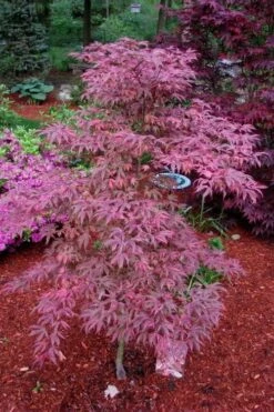 Shirazz Japanese Maple - 2 Gallon Pot 10 Shirazz Japanese Maple - 2 Gallon Pot -Garden Plant Shop Japanese Maple Shirazz 7