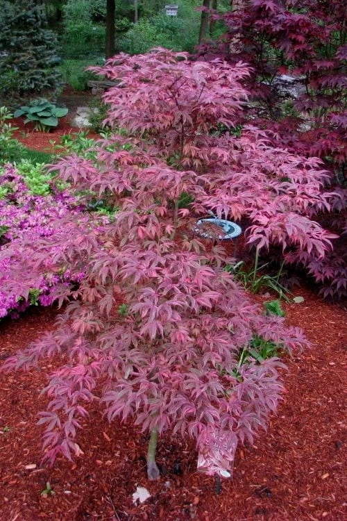 Shirazz Japanese Maple - 5 Gallon Pot (4-5') 4 Shirazz Japanese Maple - 5 Gallon Pot (4-5') - Image 4