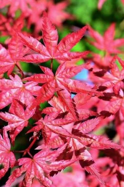 Shishio Improved Upright Japanese Maple - 2 Gallon Pot