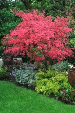 Shishio Improved Upright Japanese Maple - 2 Gallon Pot -Garden Plant Shop Japanese Maple Shishio Improved 2