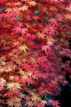 Shishio Improved Upright Japanese Maple - 2 Gallon Pot -Garden Plant Shop Japanese Maple Shishio Improved Fall Color