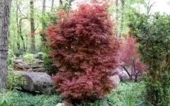 Skeeter's Broom Japanese Maple - 1 Gallon Pot -Garden Plant Shop Japanese Maple Skeeters Broom