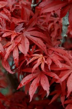 Skeeter's Broom Japanese Maple - 2 Gallon Pot -Garden Plant Shop Japanese Maple Skeeters Broom 6 3