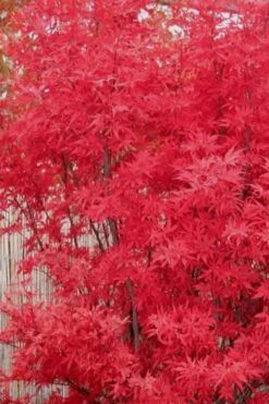 Skeeter's Broom Japanese Maple - 3 Gallon Pot -Garden Plant Shop Japanese Maple Skeeters Broom 7 2