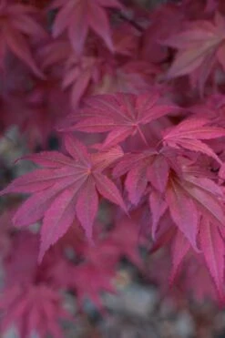 Skeeter's Broom Japanese Maple - 2 Gallon Pot -Garden Plant Shop Japanese Maple Skeeters Broom 8 3