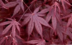 Bloodgood Red Leaf Japanese Maple - 2 Gallon Pot -Garden Plant Shop Japanese Maple Spring Foliage 1