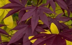 Bloodgood Red Leaf Japanese Maple - 2 Gallon Pot -Garden Plant Shop Japanese Maple Summer Color 1