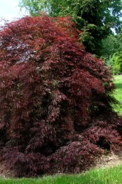 Tamukeyama Dwarf Red Japanese Maple (High Graft Tree Form)- 3 Gallon Pot 11 Tamukeyama Dwarf Red Japanese Maple (High Graft Tree Form)- 3 Gallon Pot -Garden Plant Shop Japanese Maple Tamukeyama 10 1