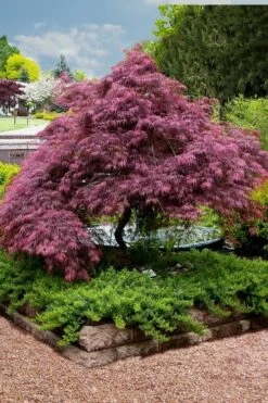 Tamukeyama Dwarf Red Japanese Maple (High Graft Tree Form)- 3 Gallon Pot 15 Tamukeyama Dwarf Red Japanese Maple (High Graft Tree Form)- 3 Gallon Pot -Garden Plant Shop Japanese Maple Tamukeyama 11 1