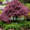 Tamukeyama Dwarf Red Japanese Maple - 5 Gallon Pot