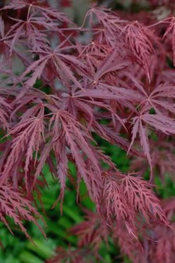 Tamukeyama Dwarf Red Japanese Maple (High Graft Tree Form)- 3 Gallon Pot 13 Tamukeyama Dwarf Red Japanese Maple (High Graft Tree Form)- 3 Gallon Pot -Garden Plant Shop Japanese Maple Tamukeyama 13 2