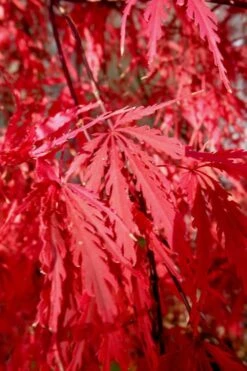 Tamukeyama Dwarf Red Japanese Maple - 3 Gallon Pot -Garden Plant Shop Japanese Maple Tamukeyama 14 5