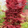 Twombly's Red Sentinel Japanese Maple - 2 Gallon Pot (2.5-3')