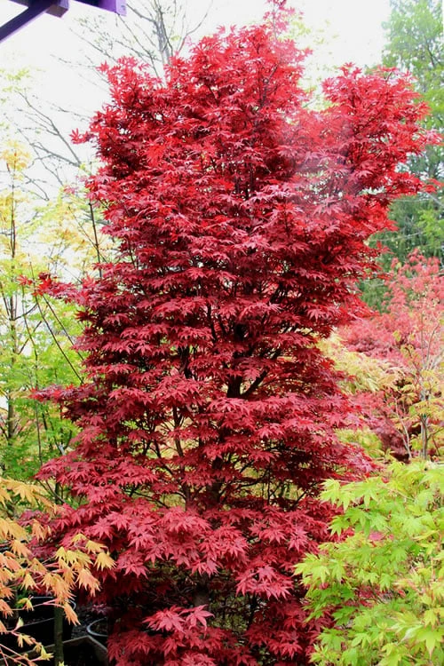 Twombly's Red Sentinel Japanese Maple - 3 Gallon Pot 1 Twombly's Red Sentinel Japanese Maple - 3 Gallon Pot