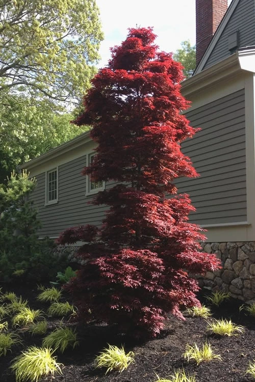 Twombly's Red Sentinel Japanese Maple - 3 Gallon Pot 4 Twombly's Red Sentinel Japanese Maple - 3 Gallon Pot - Image 4
