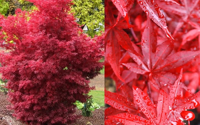 Twombly's Red Sentinel Japanese Maple - 3 Gallon Pot 7 Twombly's Red Sentinel Japanese Maple - 3 Gallon Pot - Image 7