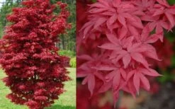 Twombly's Red Sentinel Japanese Maple - 2 Gallon Pot (3-4') -Garden Plant Shop Japanese Maple Twomblys Red Sentinel Spring 2
