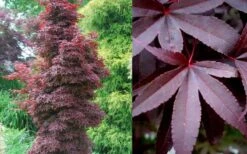 Twombly's Red Sentinel Japanese Maple - 5 Gallon Pot (5-6') 12 Twombly's Red Sentinel Japanese Maple - 5 Gallon Pot (5-6') -Garden Plant Shop Japanese Maple Twomblys Red Sentinel Summer