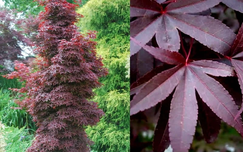 Twombly's Red Sentinel Japanese Maple - 5 Gallon Pot (5-6') 6 Twombly's Red Sentinel Japanese Maple - 5 Gallon Pot (5-6') - Image 6