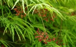 Viridis Dwarf Green Japanese Maple - 2 Gallon Pot -Garden Plant Shop Japanese Maple Viridis 11