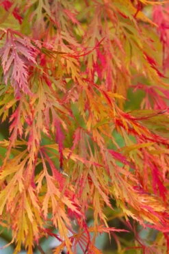 Viridis Dwarf Green Japanese Maple - 2 Gallon Pot -Garden Plant Shop Japanese Maple Viridis 12