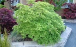 Viridis Dwarf Green Japanese Maple - 5 Gallon Pot -Garden Plant Shop Japanese Maple Viridis 17 1