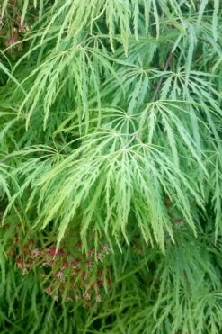 Viridis Dwarf Green Japanese Maple - 2 Gallon Pot -Garden Plant Shop Japanese Maple Viridis 19
