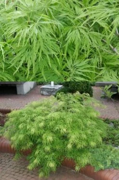 Viridis Dwarf Green Japanese Maple - 5 Gallon Pot -Garden Plant Shop Japanese Maple Viridis 500x750 2