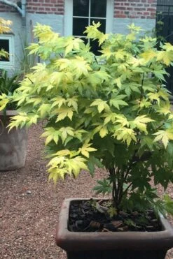 Orange Dream Japanese Maple - 2 Gallon Pot -Garden Plant Shop Japanese maple orange Dream 5