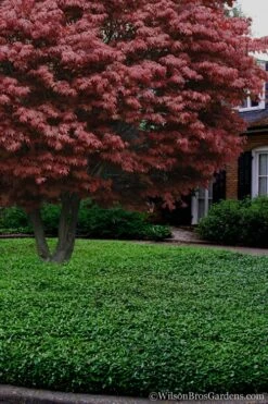 Asian Jasmine - Asiatic Jasmine - 1 Gallon Pot -Garden Plant Shop Jasmine Asian 21 3