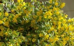 Butterscotch Yellow Jasmine (Jessamine) Gelsemium Sempervirens - 3 Gallon Pot -Garden Plant Shop Jasmine Butterscotch 51 1