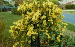 Butterscotch Yellow Jasmine (Jessamine) - Gelsemium Sempervirens - 1 Gallon Pot -Garden Plant Shop Jasmine Butterscotch 52