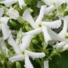 Confederate Jasmine Vine (Trachelospermum Jasminoides) - 6 Pack Of 1 Gallon Pots