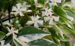 Variegated Confederate Jasmine - Trachelospermum Jasminoides - 3 Gallon Pot -Garden Plant Shop Jasmine Confederate Variegated Flowers